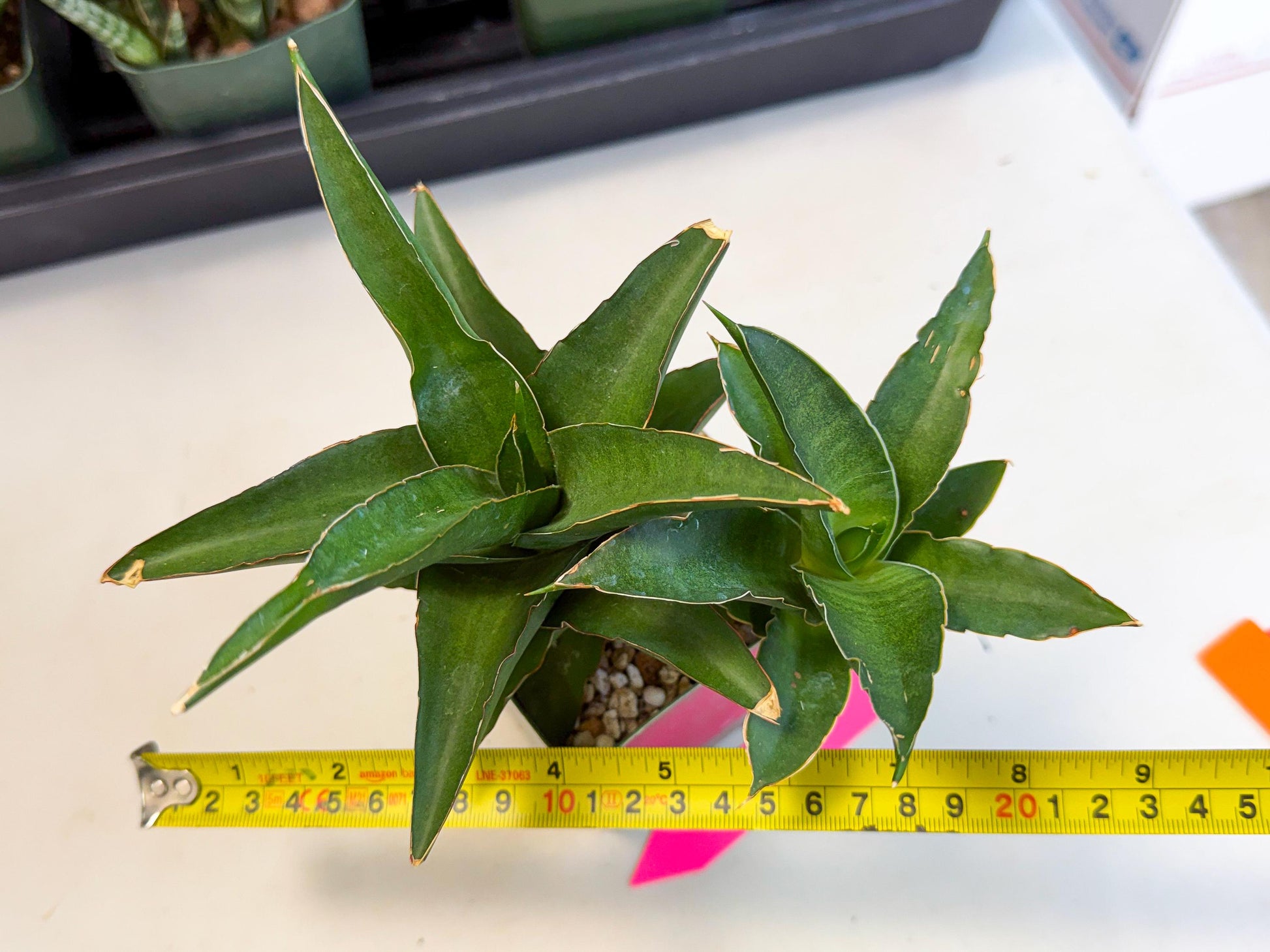 Sansevieria Maya (xL2) (p) | sale