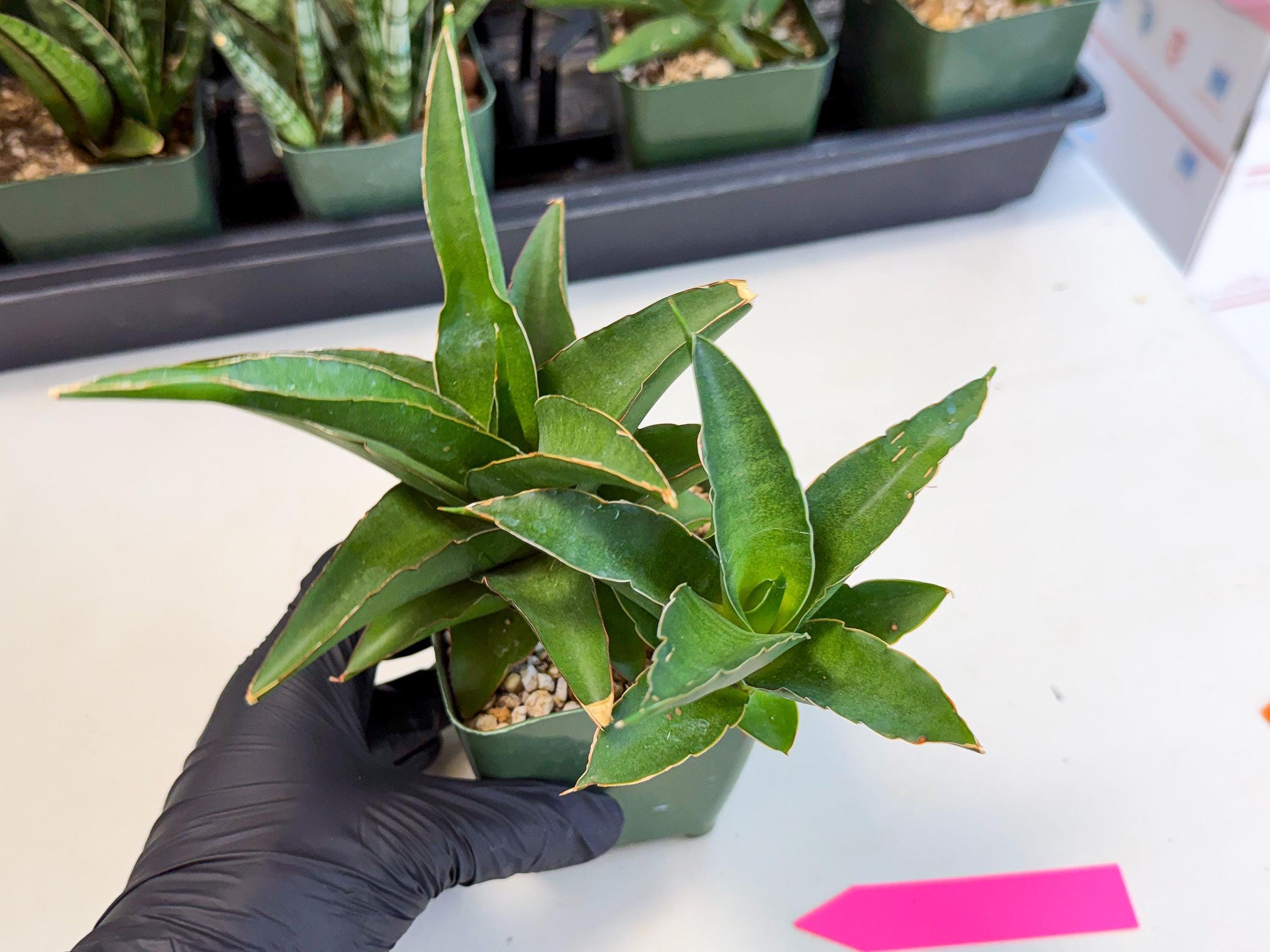 Sansevieria Maya (xL2) (p) | sale