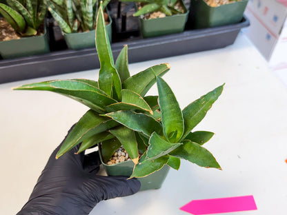 Sansevieria Maya (xL2) (p) | sale