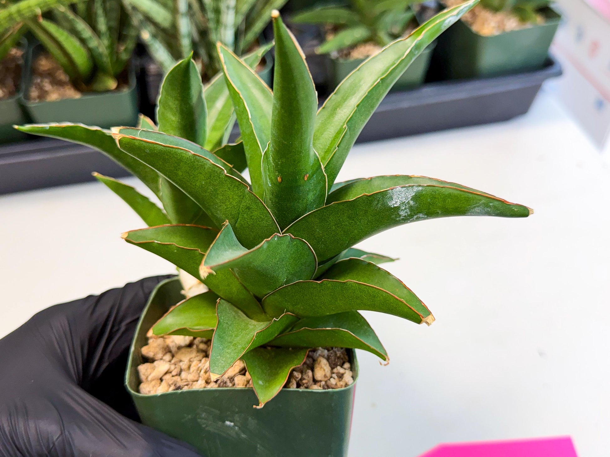 Sansevieria Maya (xL2) (p) | sale