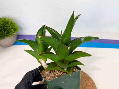 Sansevieria Maya (xL2) (p) | sale