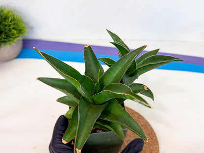 Sansevieria Maya (xL2) (p) | sale
