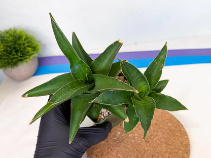 Sansevieria Maya (xL2) (p) | sale