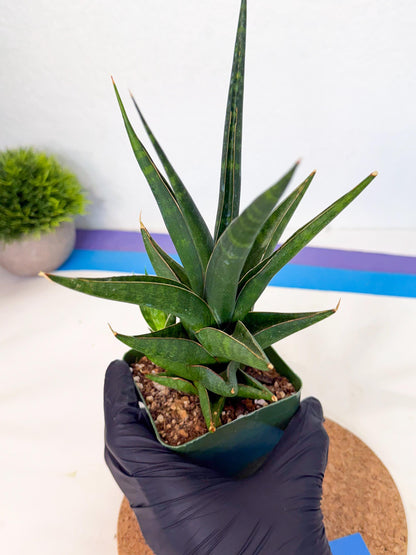 Sansevieria Prabu (xl2) (b) | Rare Snake Plant