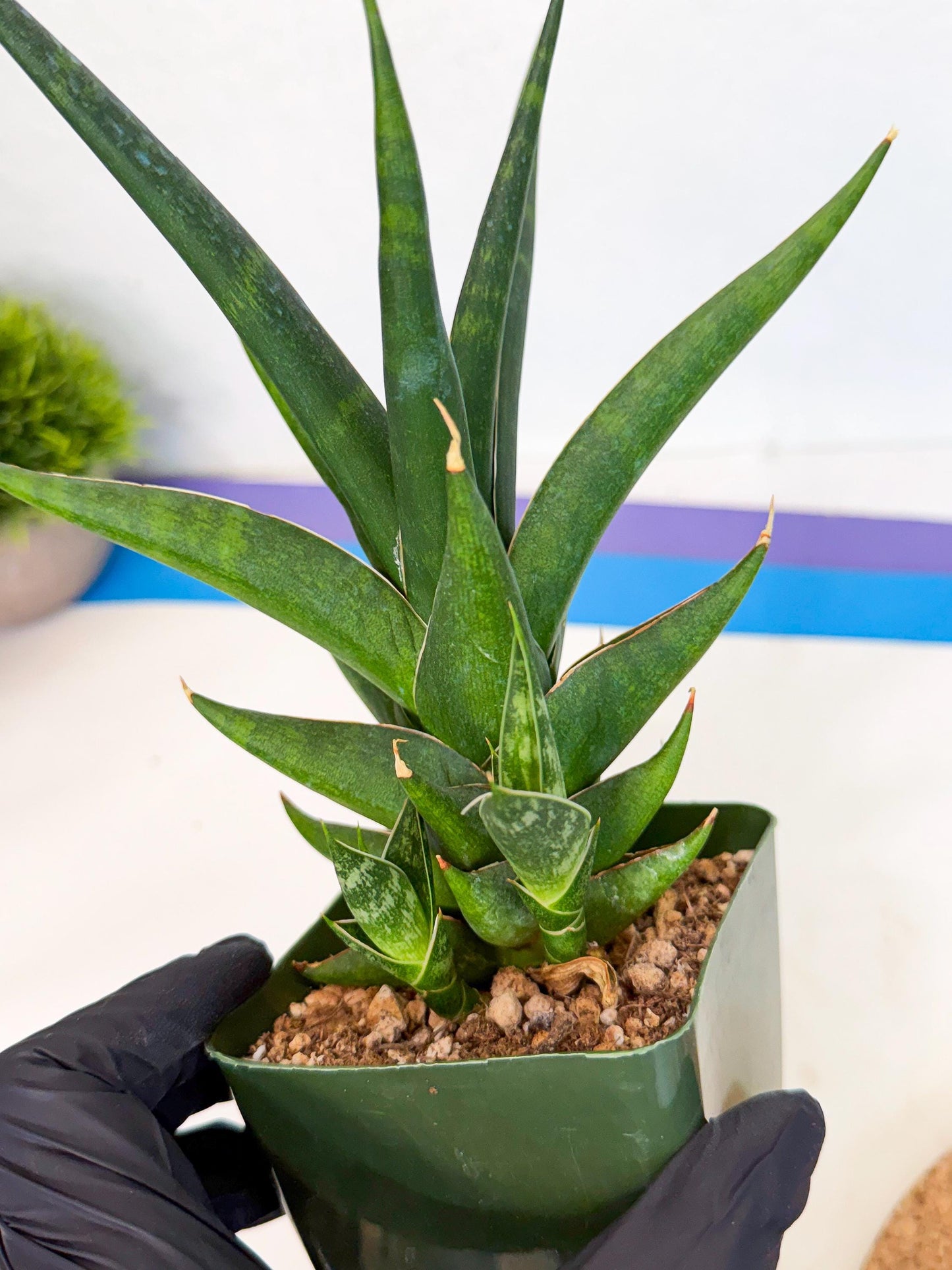 Sansevieria Prabu (xl2) (b) | Rare Snake Plant