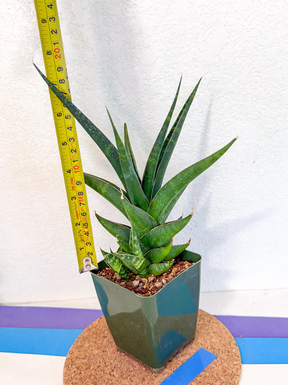 Sansevieria Prabu (xl2) (b) | Rare Snake Plant