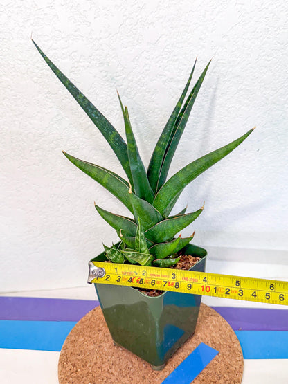 Sansevieria Prabu (xl2) (b) | Rare Snake Plant