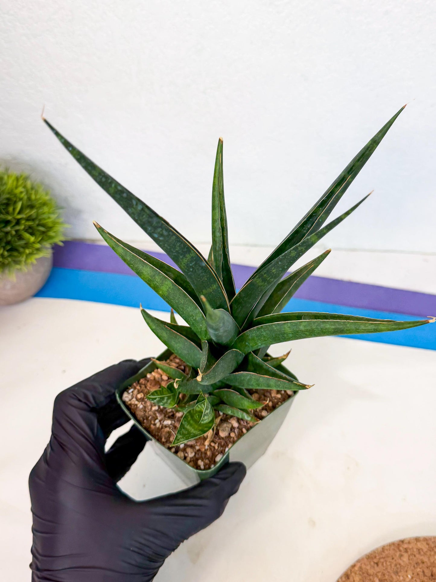Sansevieria Prabu (xl2) (b) | Rare Snake Plant