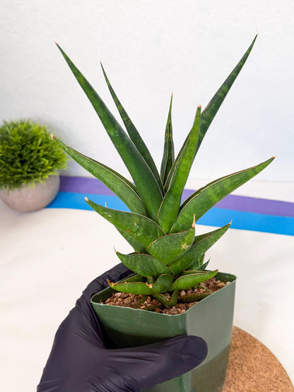 Sansevieria Prabu (xl2) (b) | Rare Snake Plant