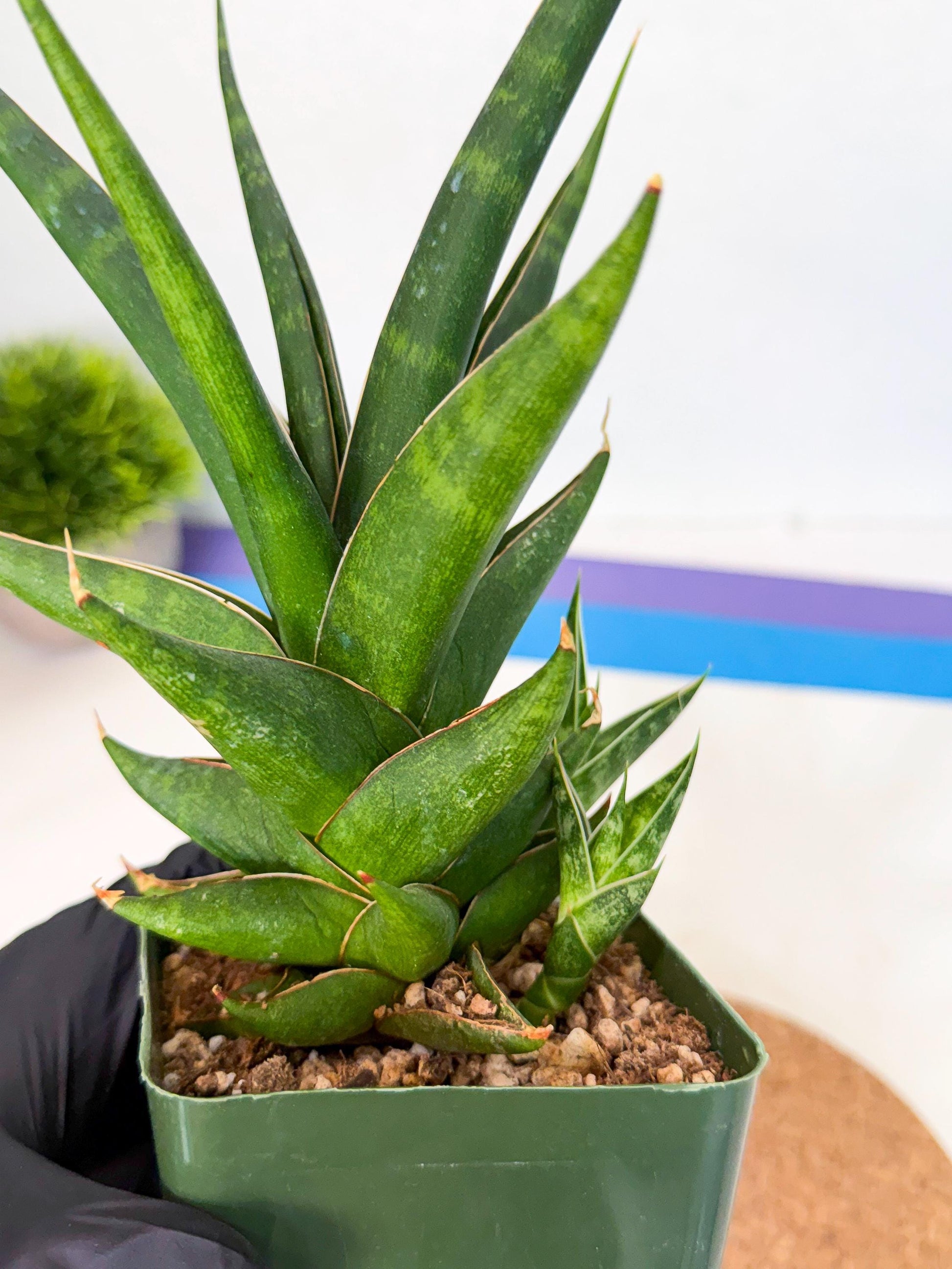 Sansevieria Prabu (xl2) (b) | Rare Snake Plant