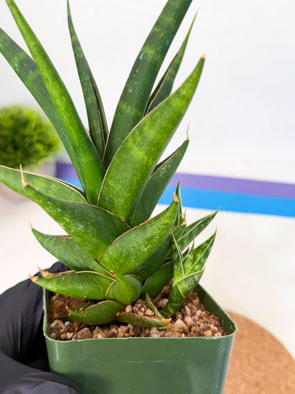 Sansevieria Prabu (xl2) (b) | Rare Snake Plant