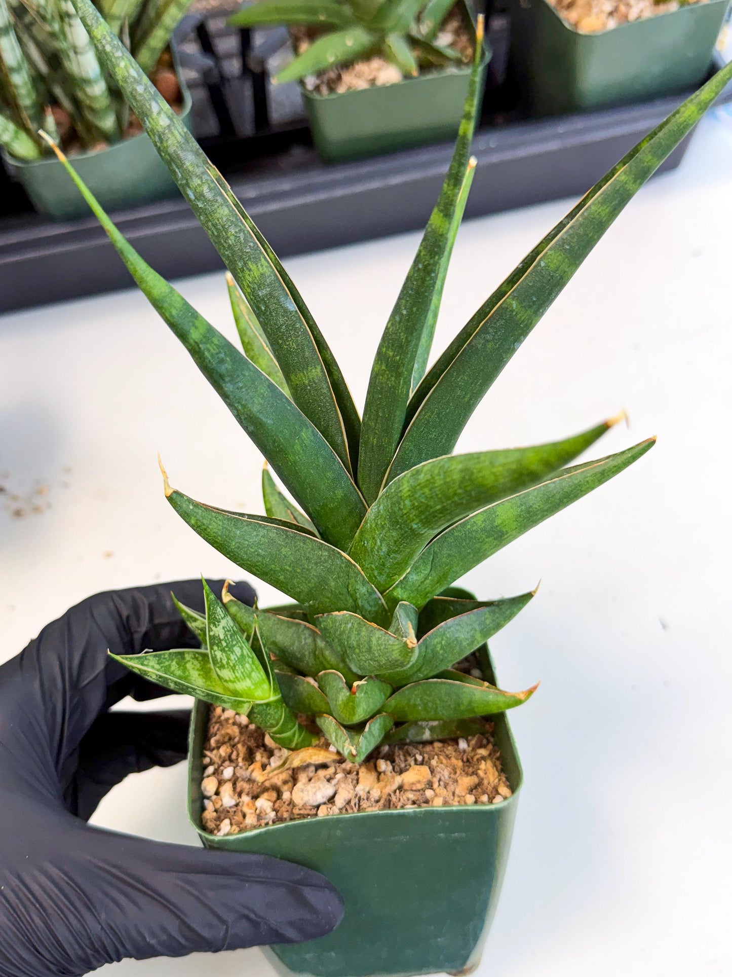 Sansevieria Prabu (xl2) (b) | Rare Snake Plant
