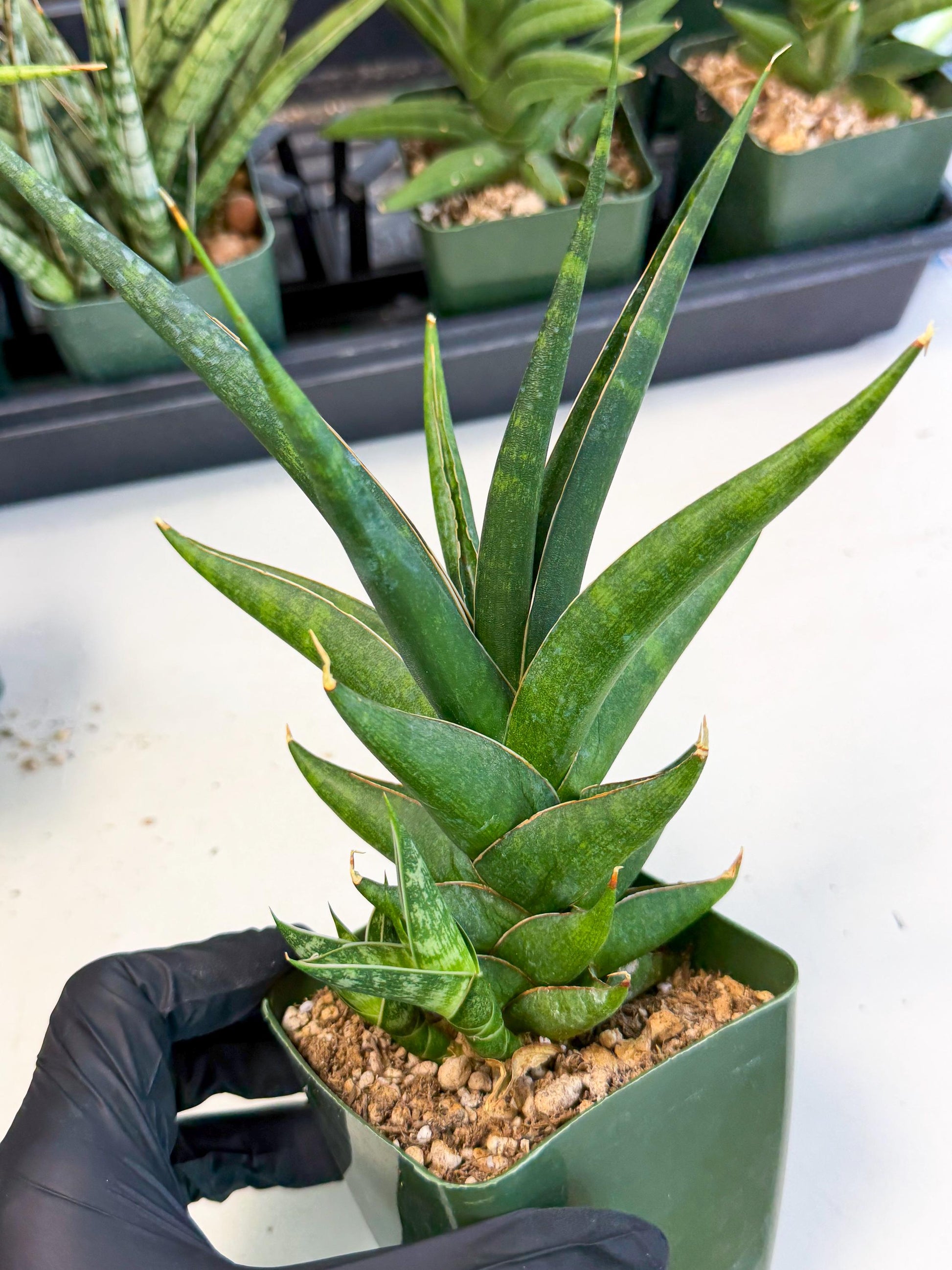 Sansevieria Prabu (xl2) (b) | Rare Snake Plant
