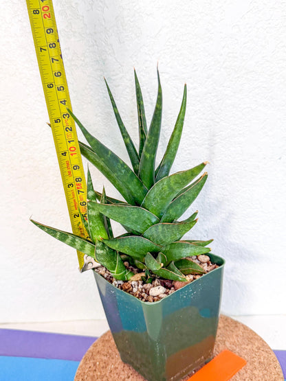 Sansevieria Prabu (xl2) (o) | Rare Snake Plant