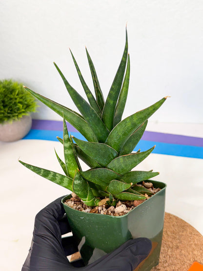 Sansevieria Prabu (xl2) (o) | Rare Snake Plant