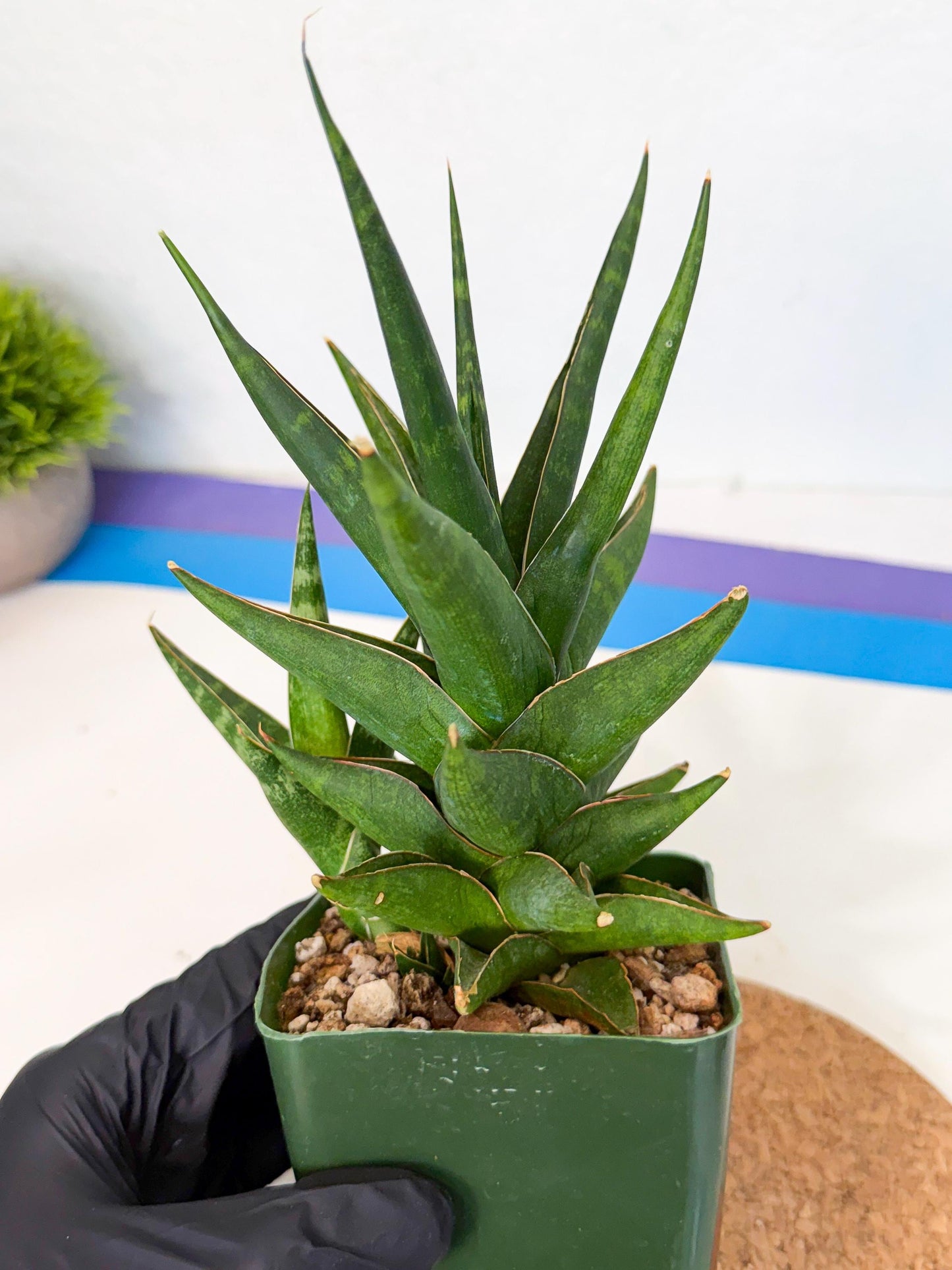 Sansevieria Prabu (xl2) (o) | Rare Snake Plant