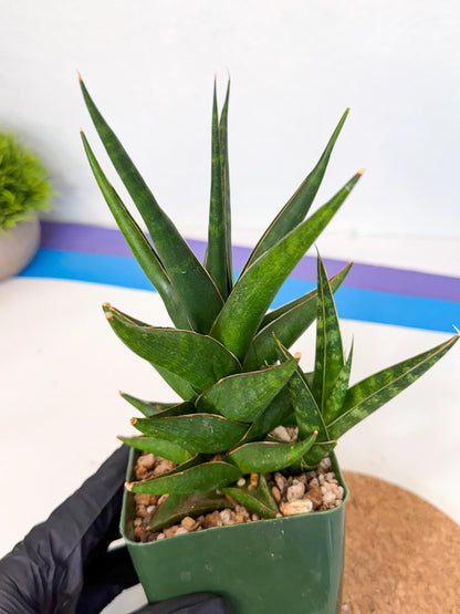 Sansevieria Prabu (xl2) (o) | Rare Snake Plant