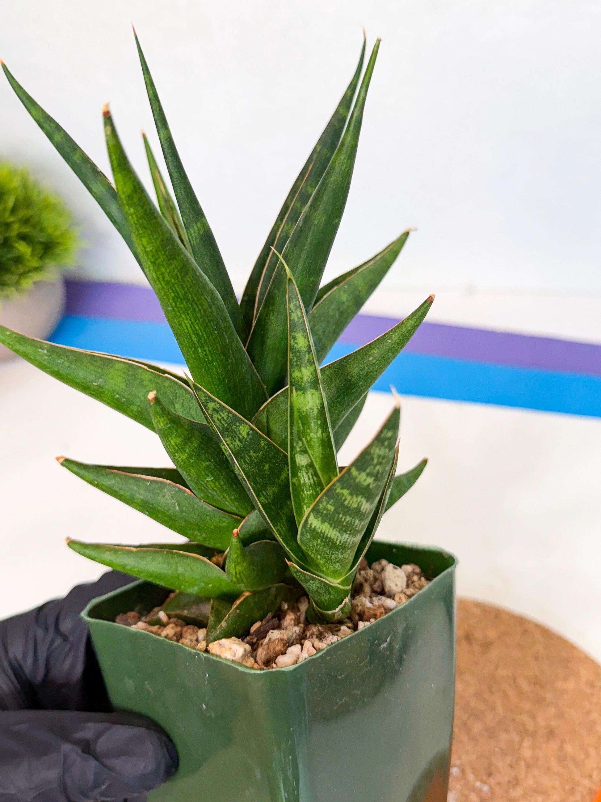 Sansevieria Prabu (xl2) (o) | Rare Snake Plant