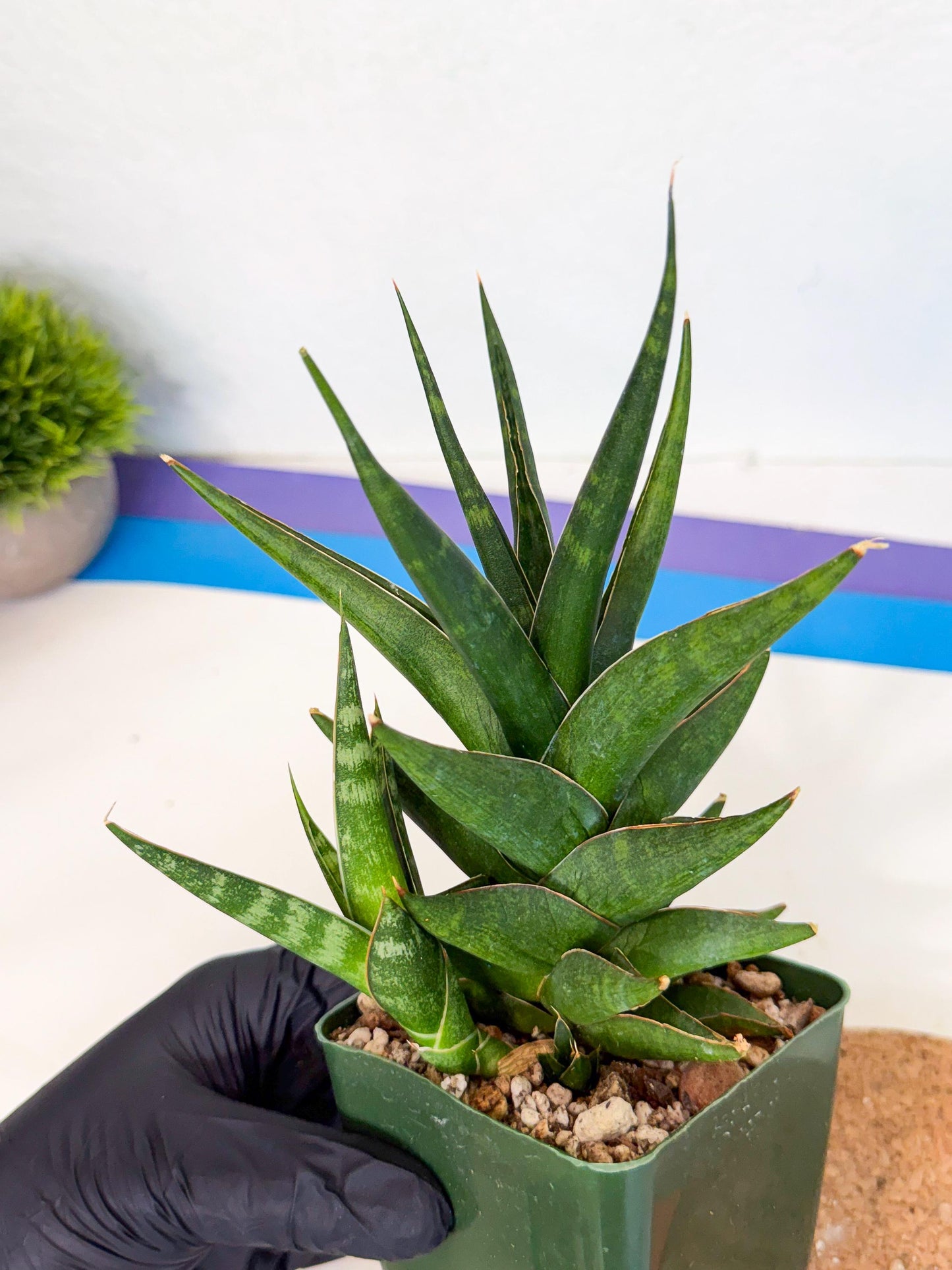 Sansevieria Prabu (xl2) (o) | Rare Snake Plant