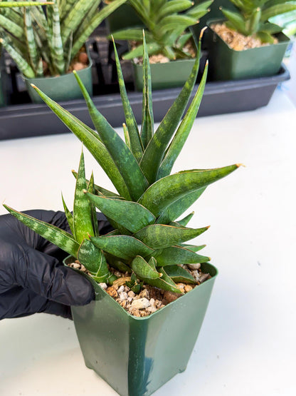 Sansevieria Prabu (xl2) (o) | Rare Snake Plant