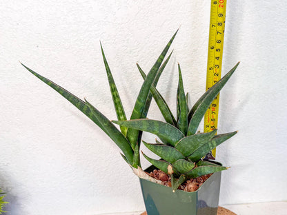 Sansevieria Prabu (xl2) (g) | Rare Snake Plant