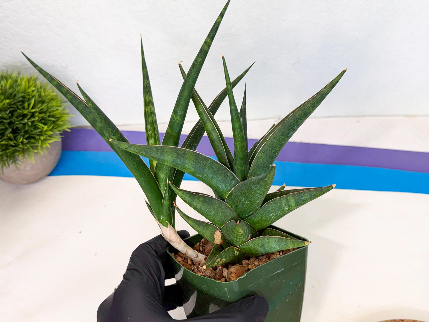 Sansevieria Prabu (xl2) (g) | Rare Snake Plant