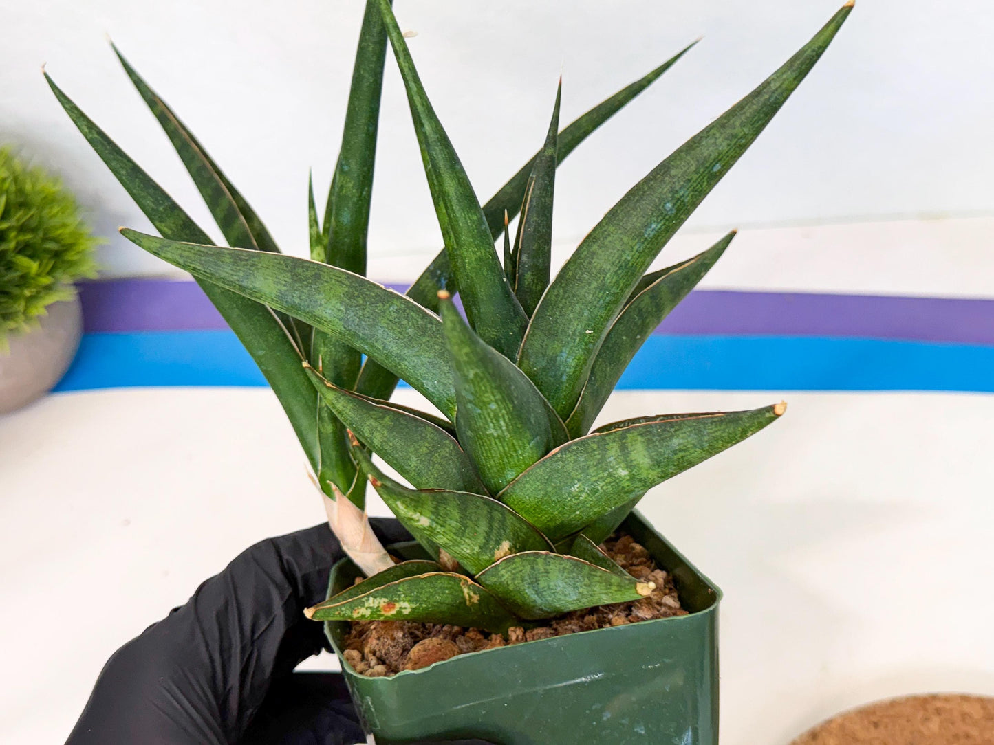 Sansevieria Prabu (xl2) (g) | Rare Snake Plant