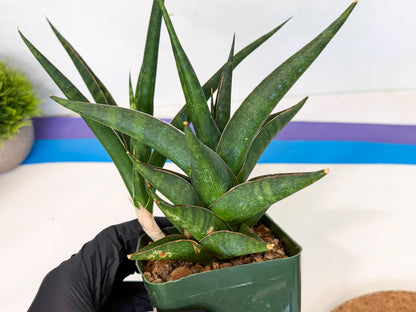 Sansevieria Prabu (xl2) (g) | Rare Snake Plant