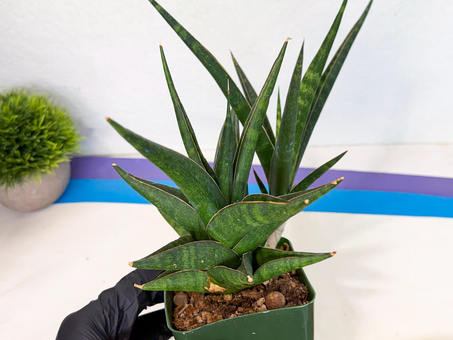Sansevieria Prabu (xl2) (g) | Rare Snake Plant