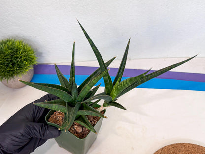Sansevieria Prabu (xl2) (g) | Rare Snake Plant