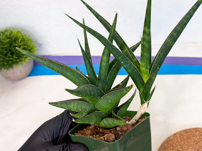 Sansevieria Prabu (xl2) (g) | Rare Snake Plant