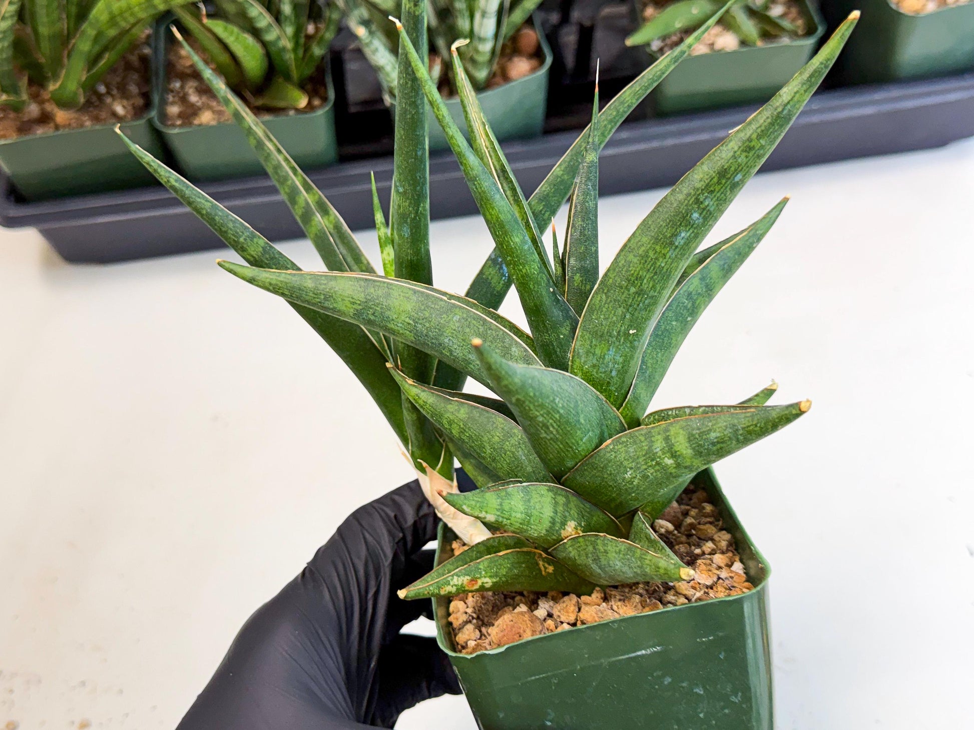 Sansevieria Prabu (xl2) (g) | Rare Snake Plant