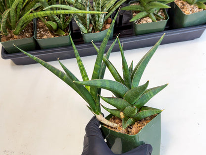 Sansevieria Prabu (xl2) (g) | Rare Snake Plant