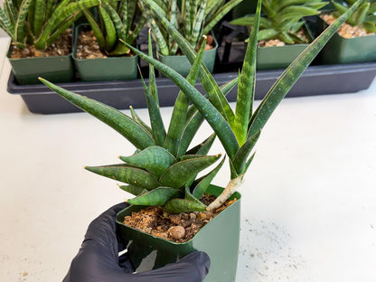Sansevieria Prabu (xl2) (g) | Rare Snake Plant