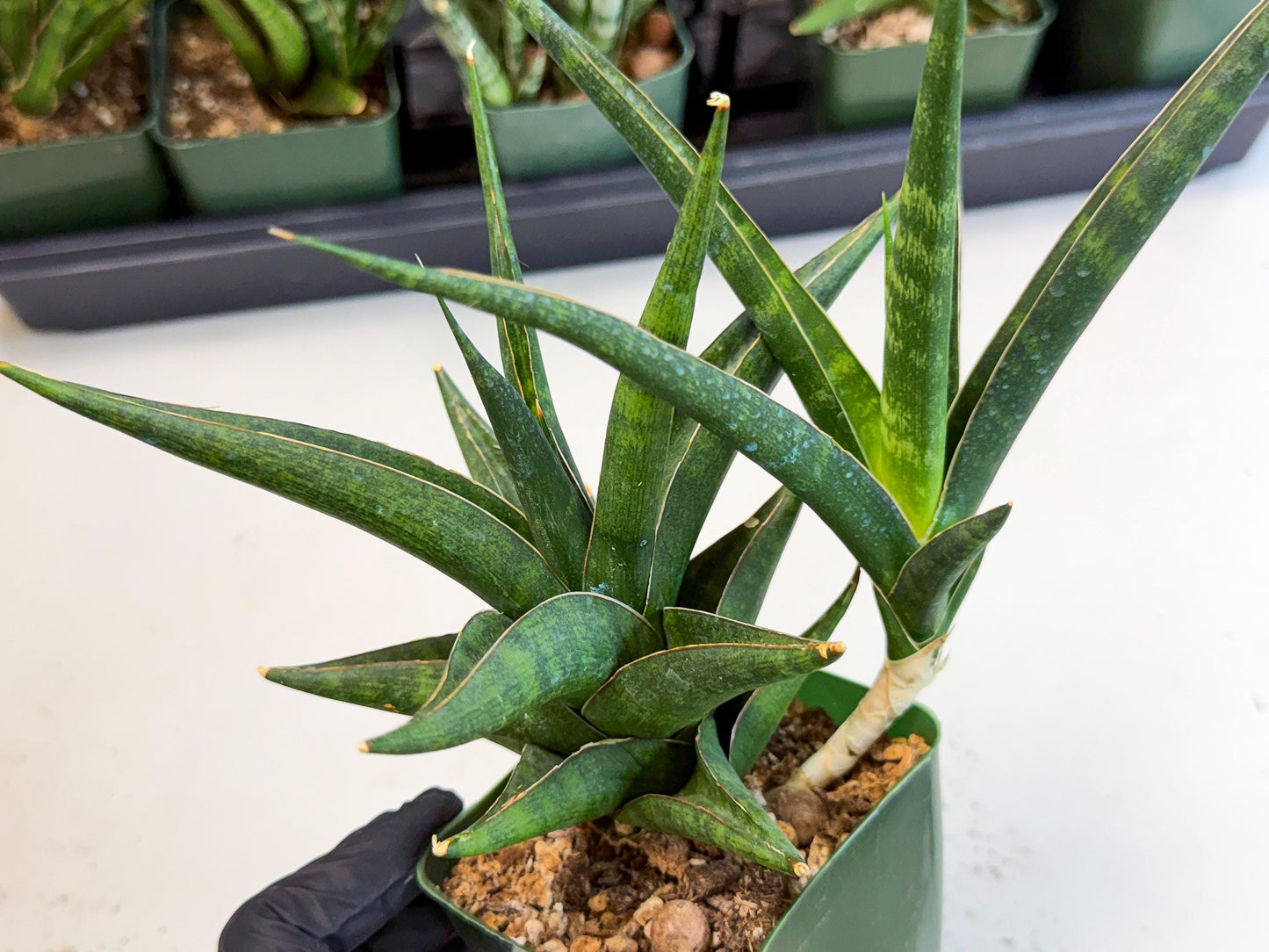 Sansevieria Prabu (xl2) (g) | Rare Snake Plant
