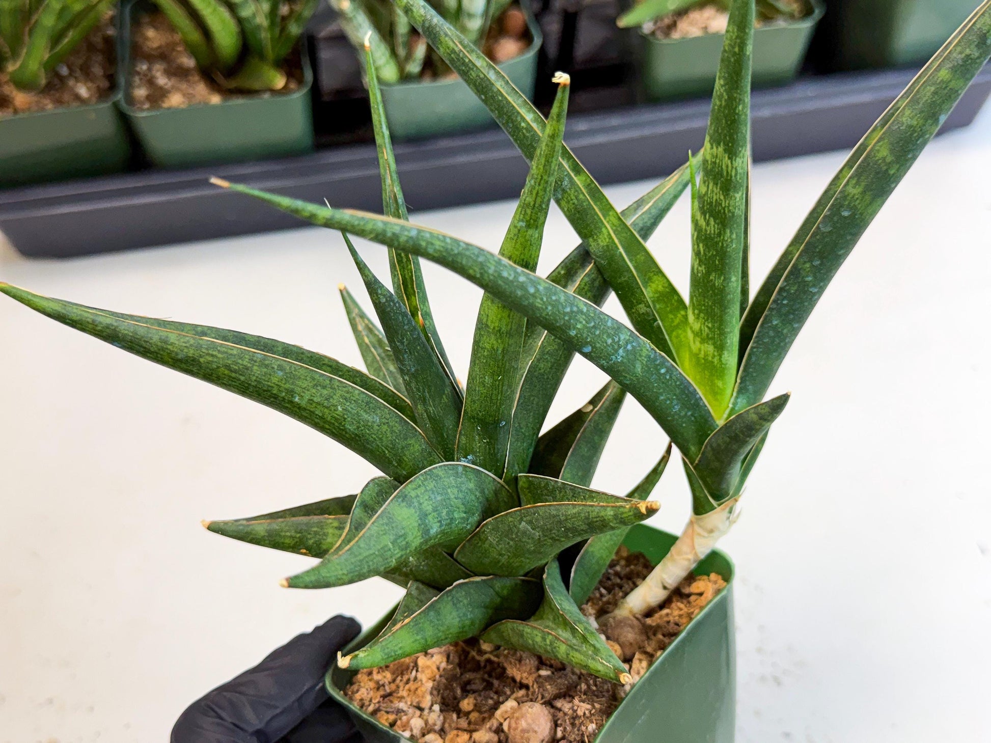 Sansevieria Prabu (xl2) (g) | Rare Snake Plant