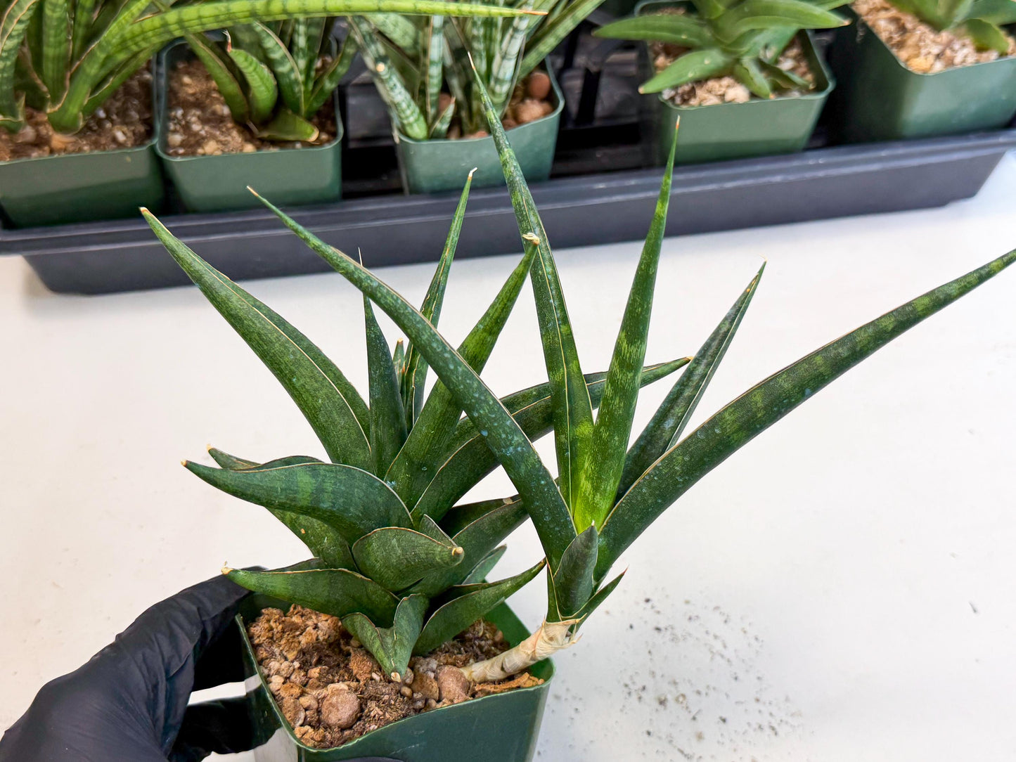 Sansevieria Prabu (xl2) (g) | Rare Snake Plant