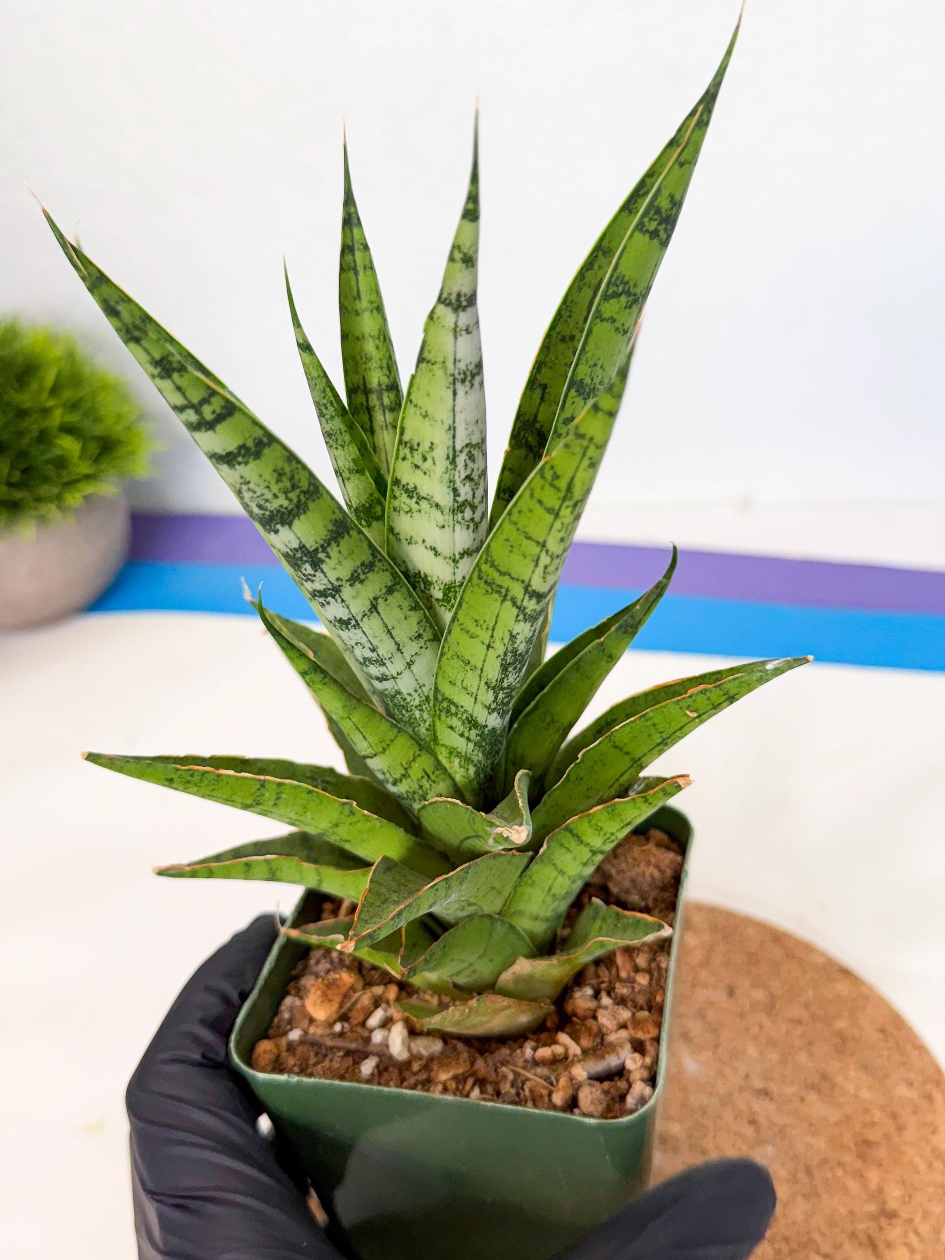 Sansevieria Snow Flake (xl2) (y) | Imported Hybrids