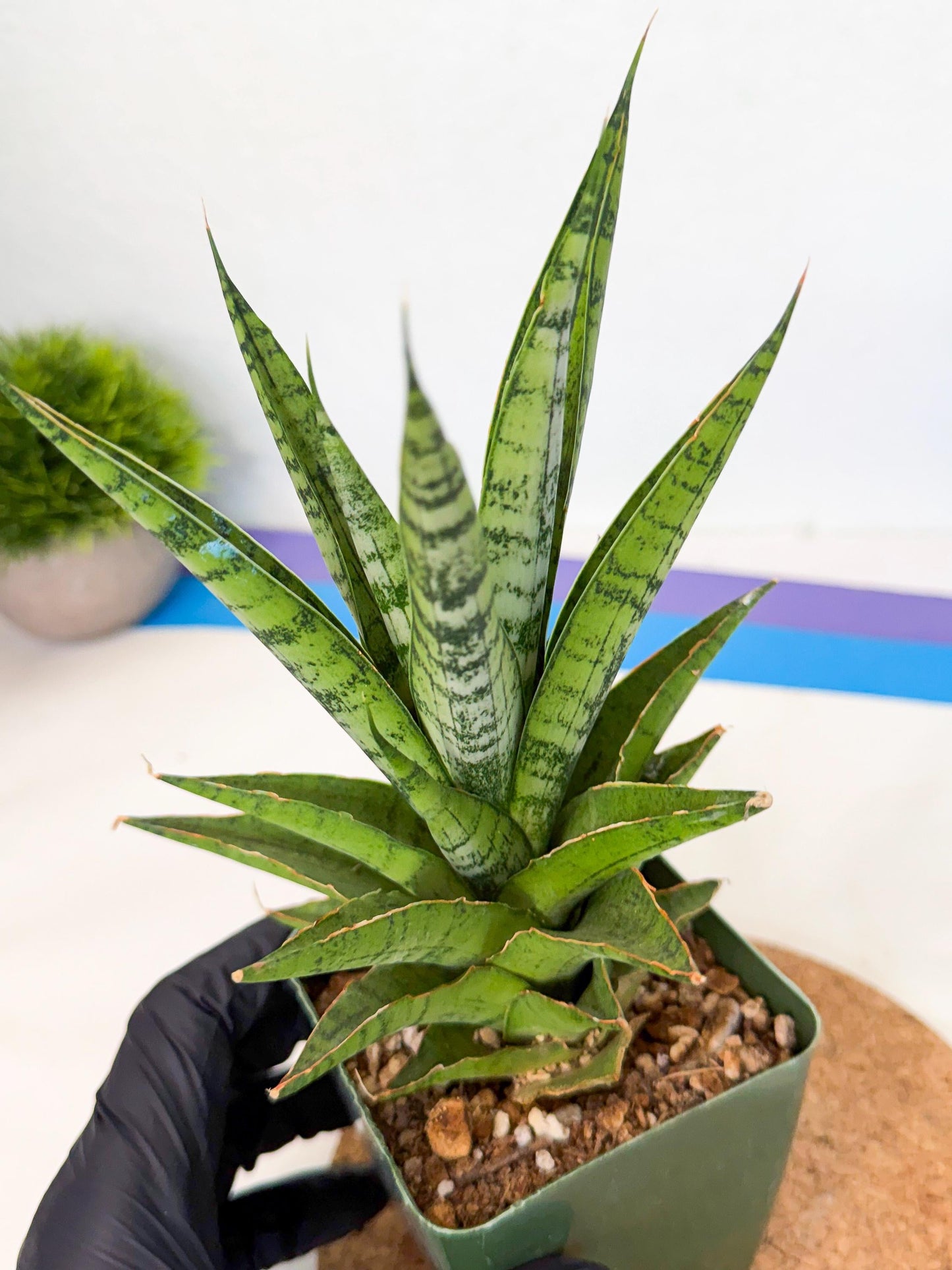 Sansevieria Snow Flake (xl2) (y) | Imported Hybrids