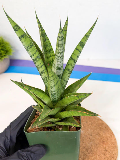 Sansevieria Snow Flake (xl2) (y) | Imported Hybrids