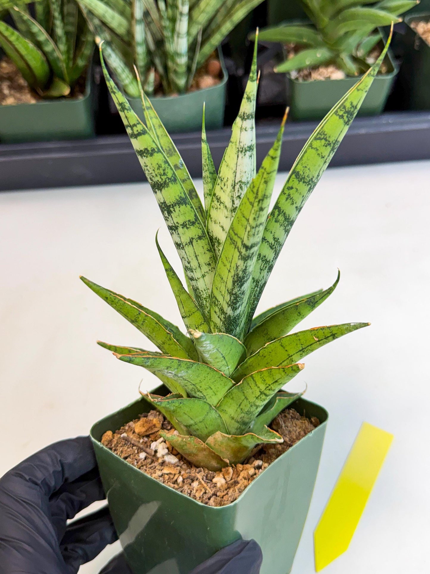 Sansevieria Snow Flake (xl2) (y) | Imported Hybrids