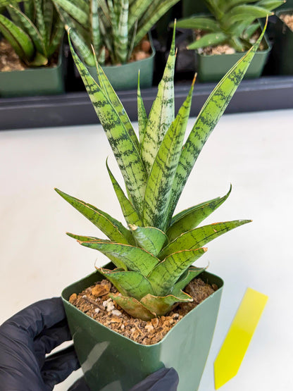 Sansevieria Snow Flake (xl2) (y) | Imported Hybrids