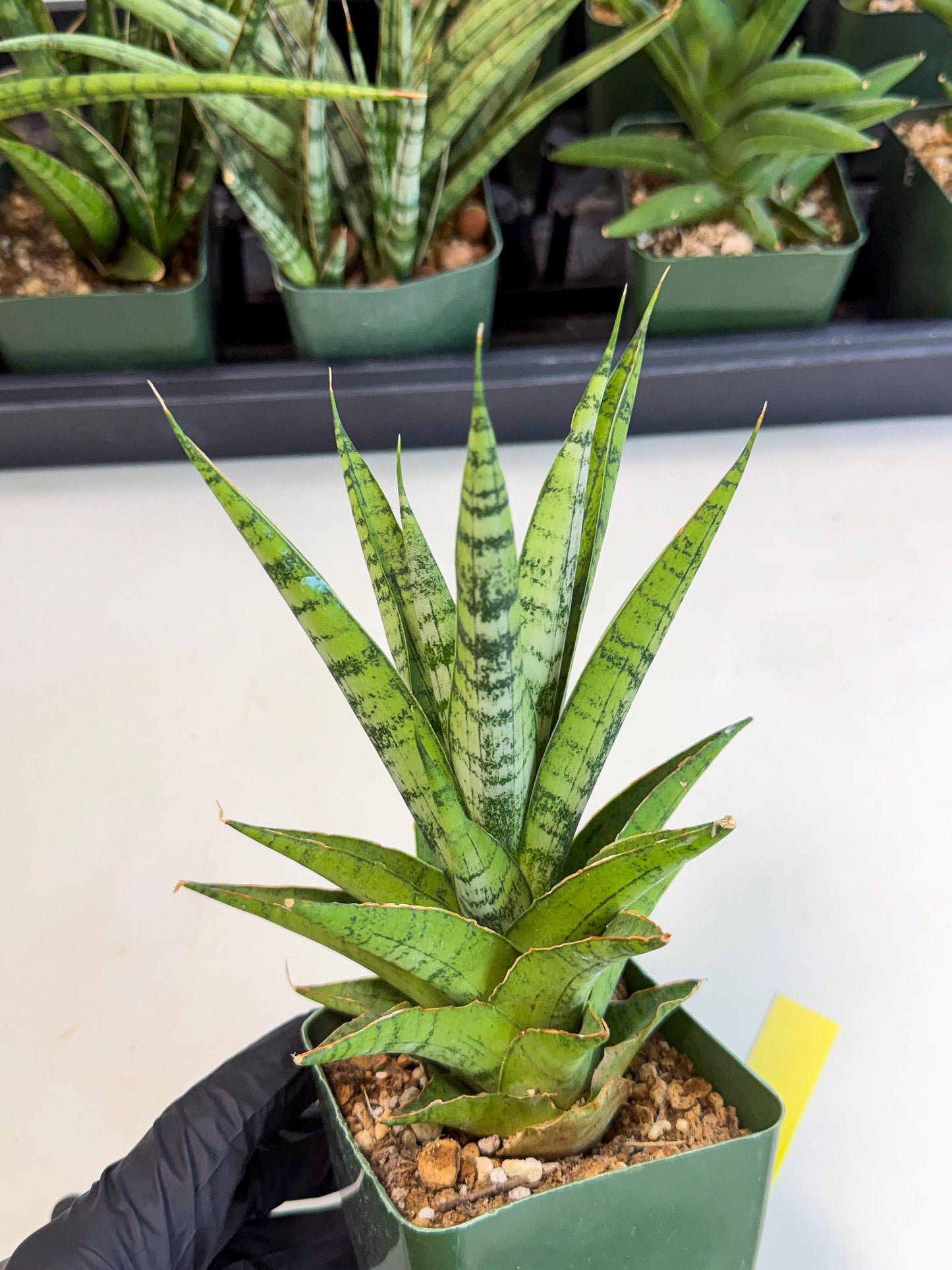 Sansevieria Snow Flake (xl2) (y) | Imported Hybrids