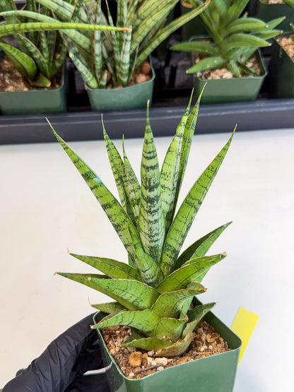 Sansevieria Snow Flake (xl2) (y) | Imported Hybrids