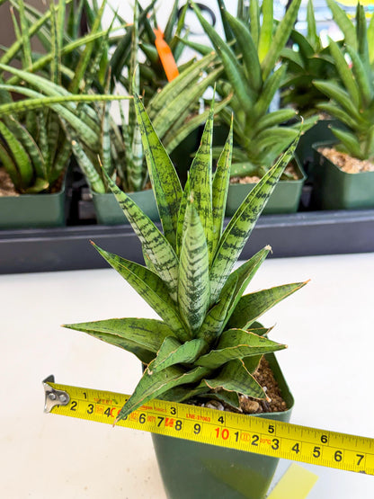 Sansevieria Snow Flake (xl2) (y) | Imported Hybrids
