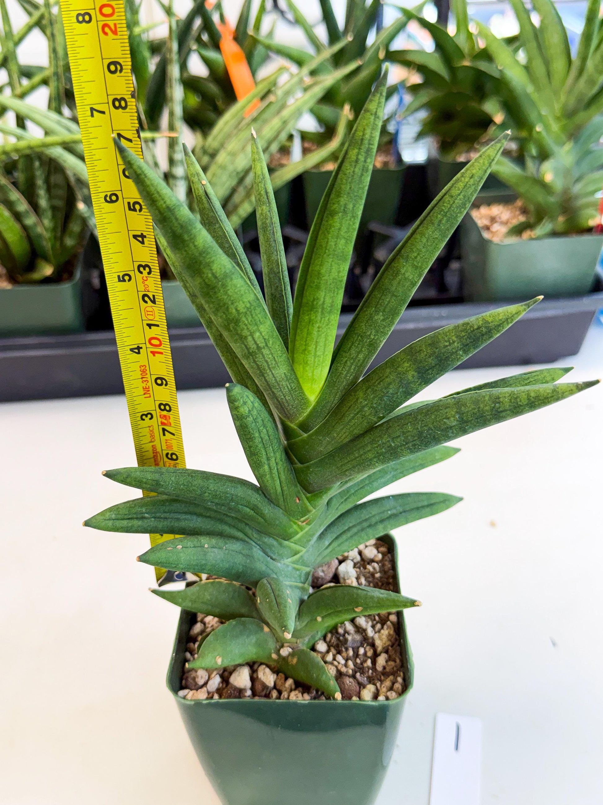 Sansevieria Virdi lisciu (xl2) (1) | Rare Hybrids