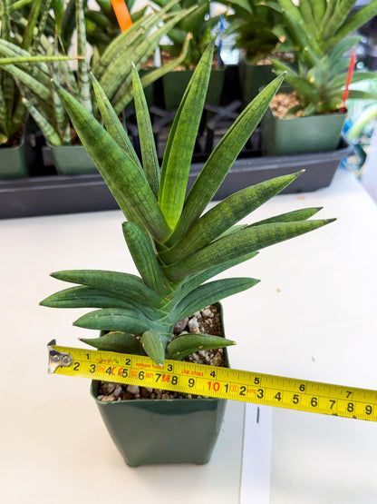 Sansevieria Virdi lisciu (xl2) (1) | Rare Hybrids
