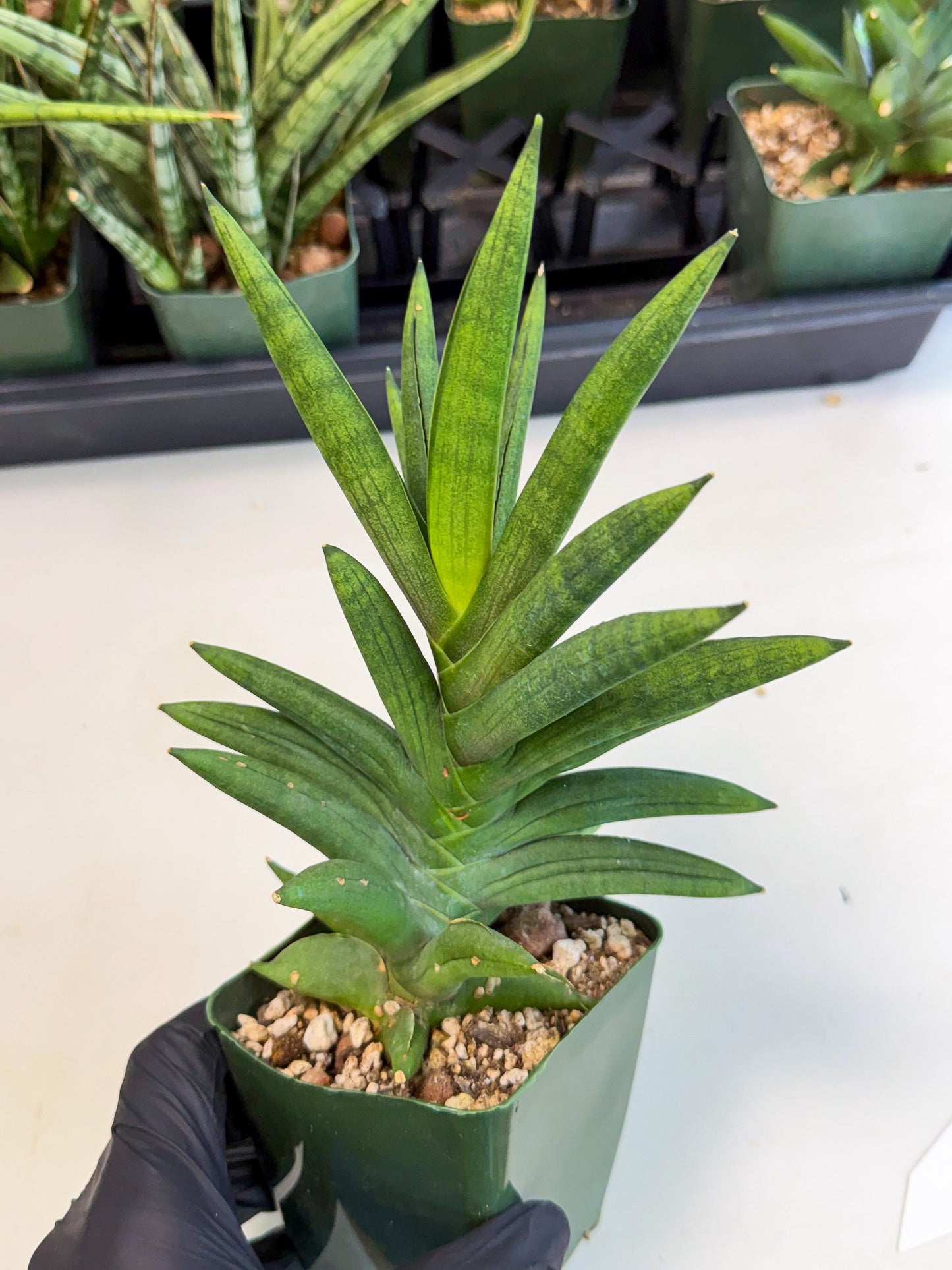 Sansevieria Virdi lisciu (xl2) (1) | Rare Hybrids