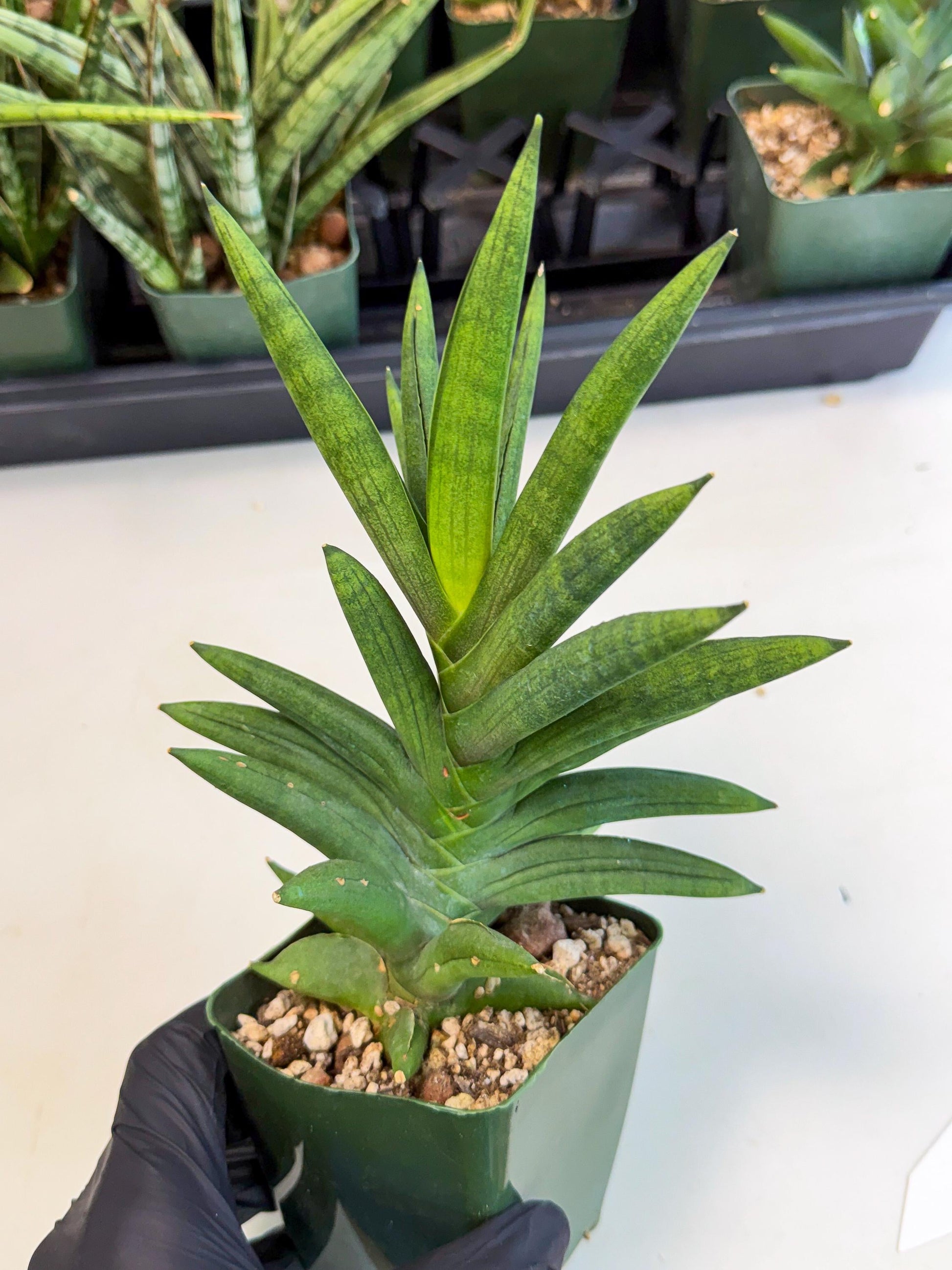 Sansevieria Virdi lisciu (xl2) (1) | Rare Hybrids
