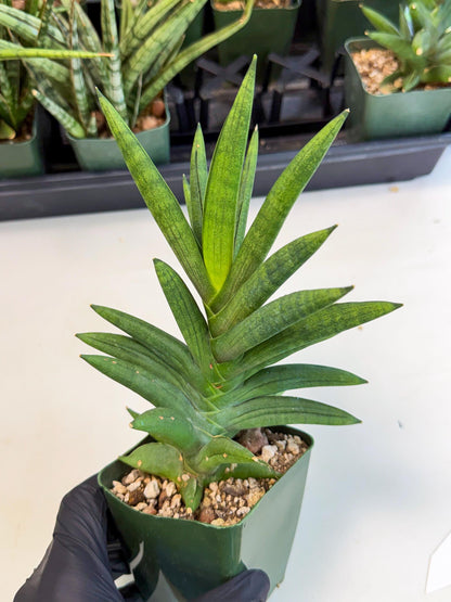 Sansevieria Virdi lisciu (xl2) (1) | Rare Hybrids